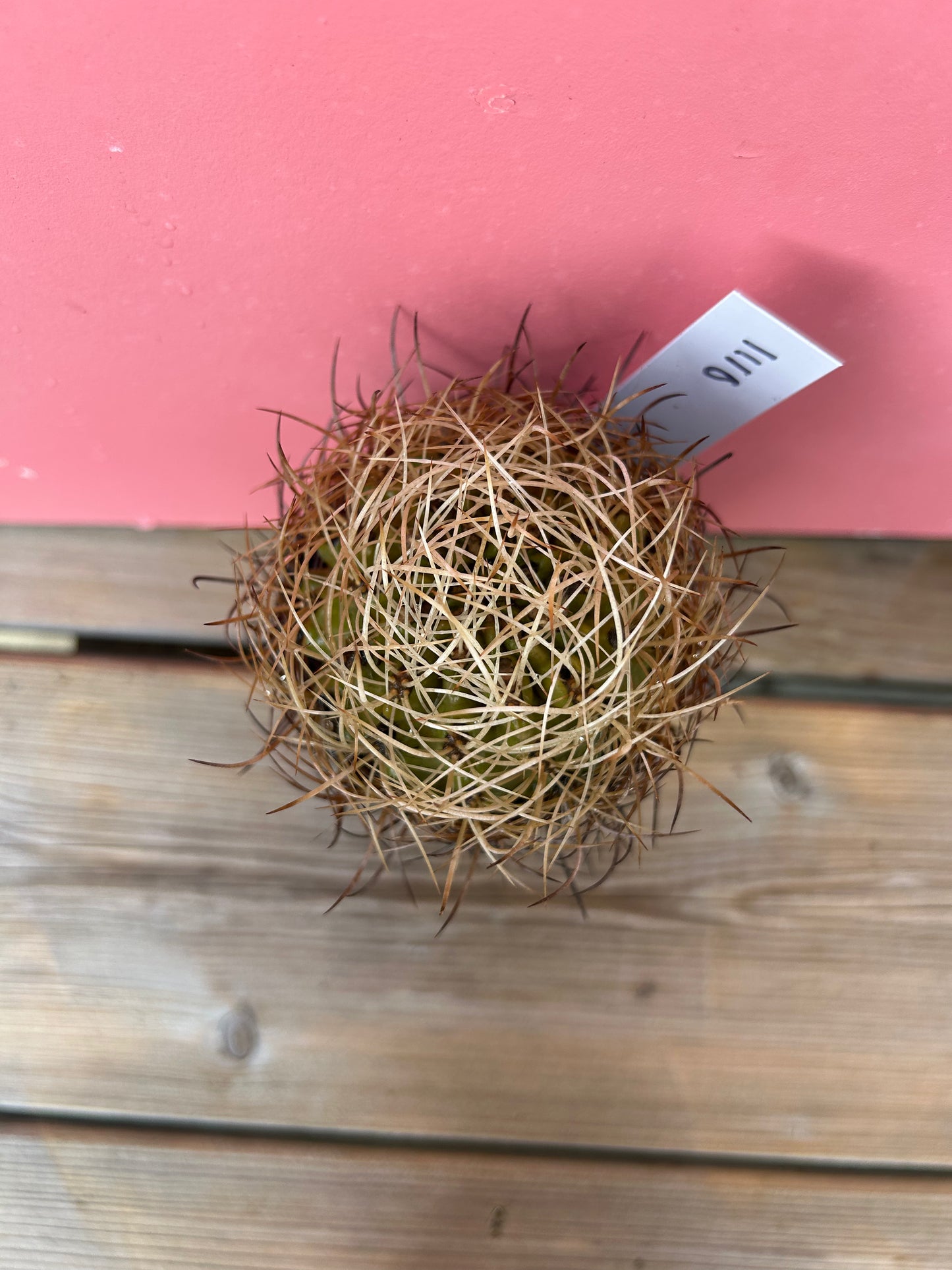 Ferocactus? (1110)