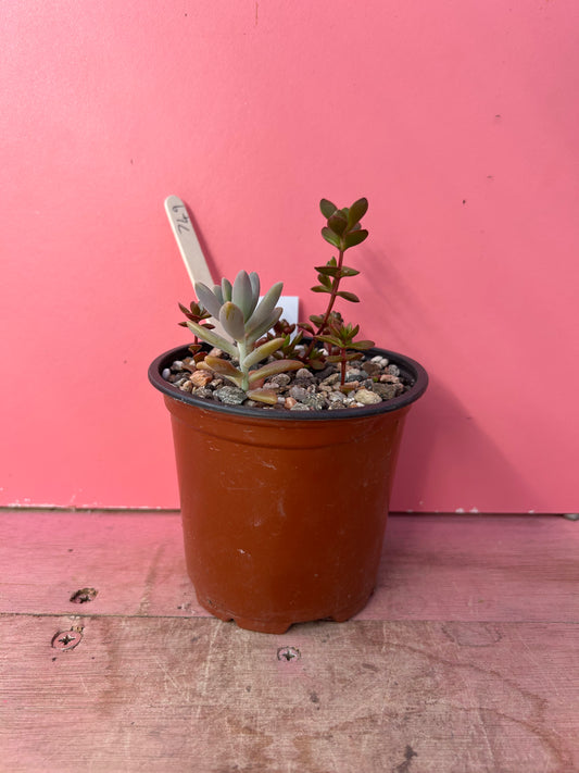Succulent mix (749)