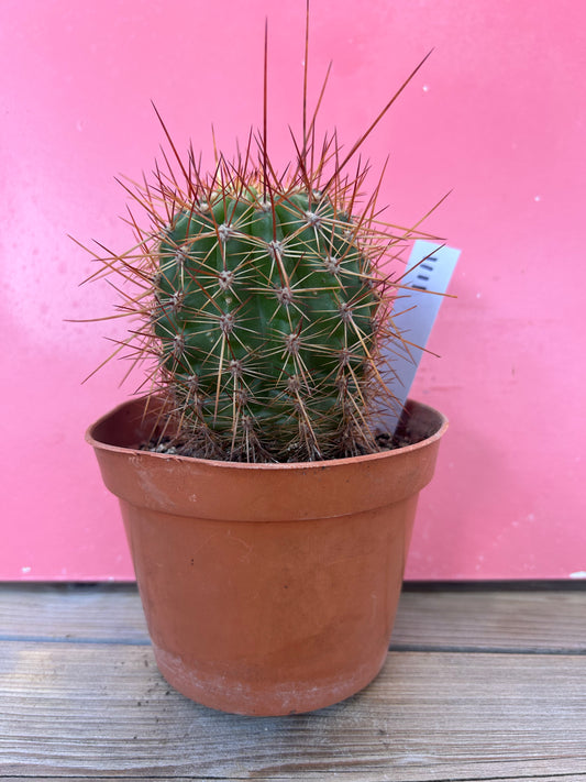 Echinopsis species (1111)