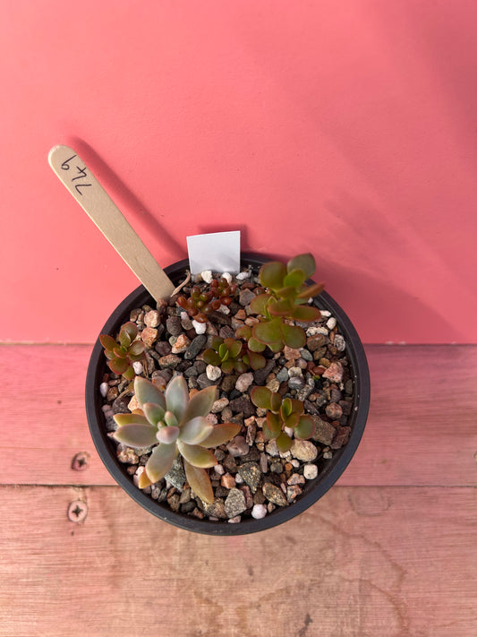 Succulent mix (749)