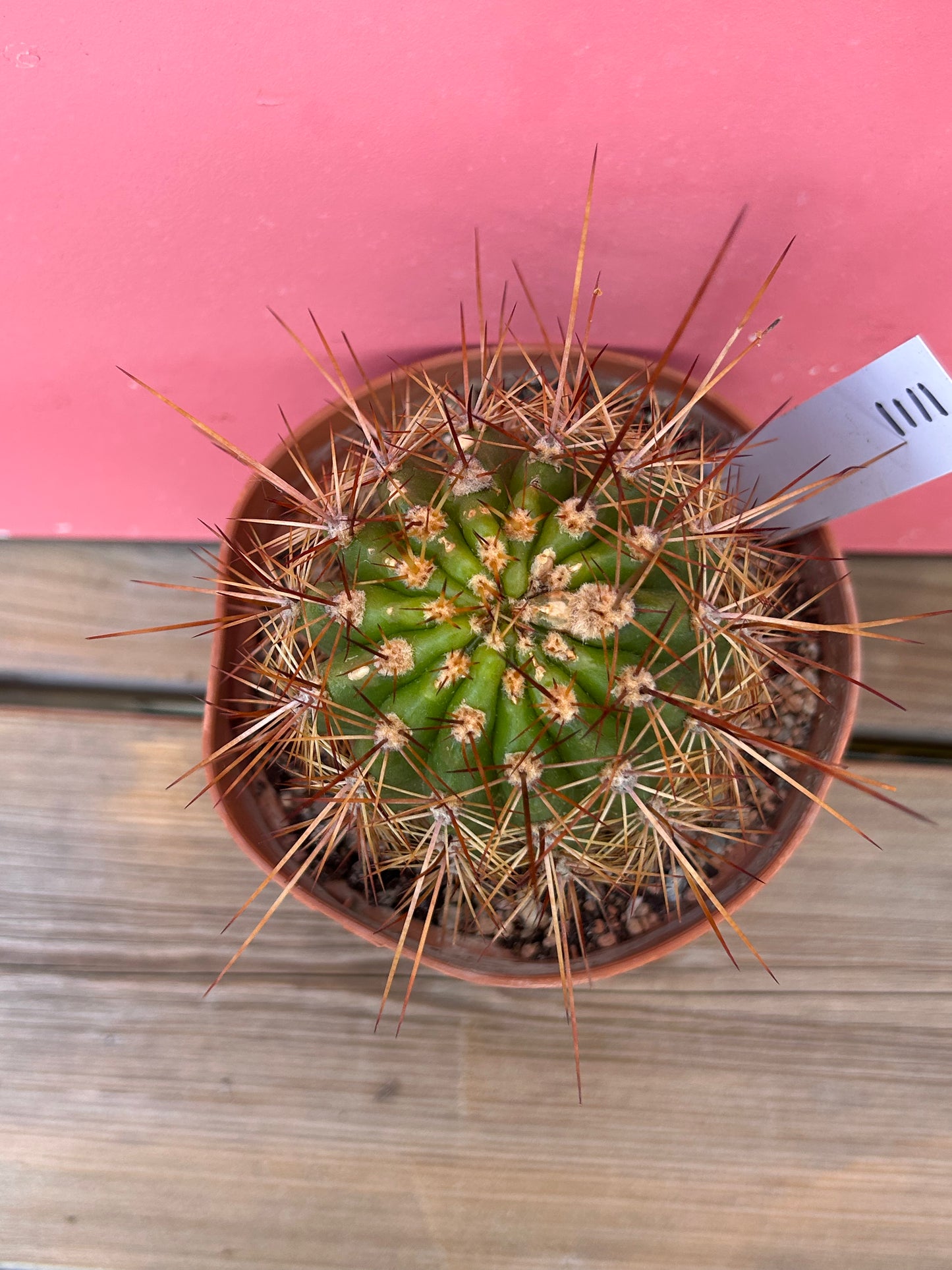 Echinopsis species (1111)