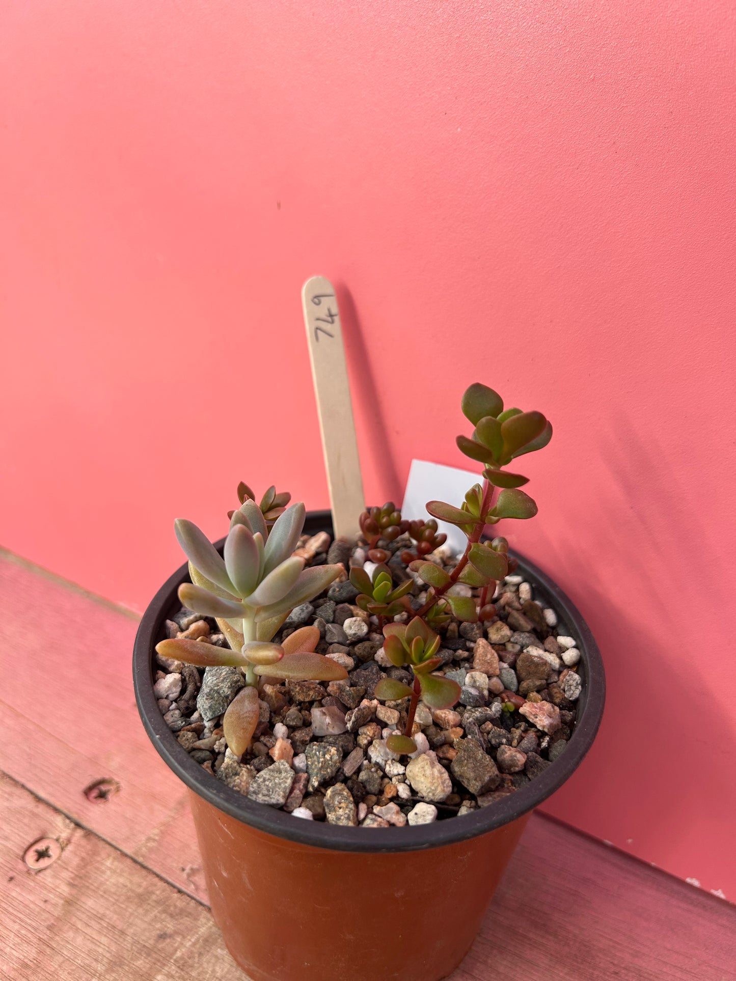 Succulent mix (749)