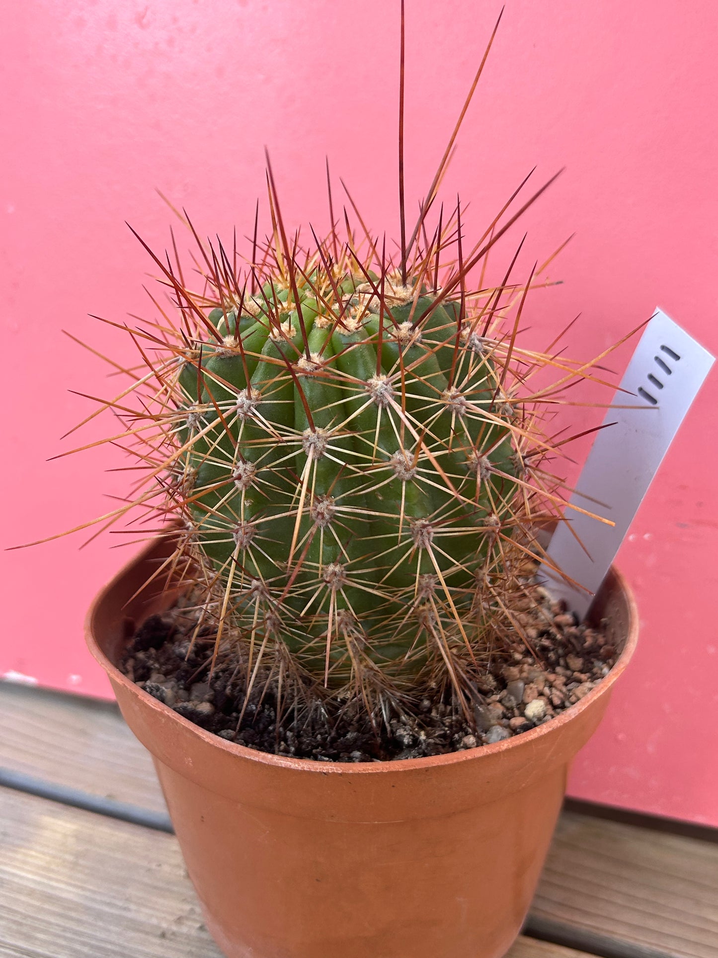 Echinopsis species (1111)