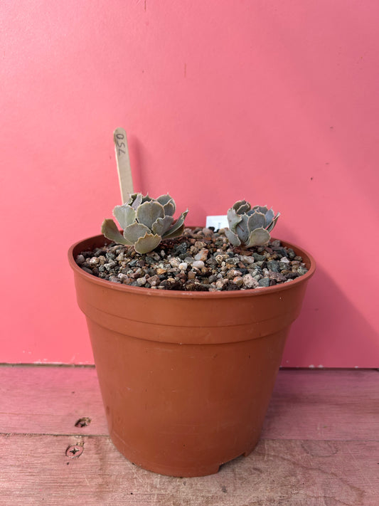 Echeveria species (750)
