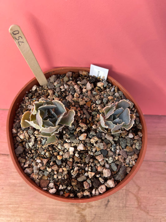 Echeveria species (750)