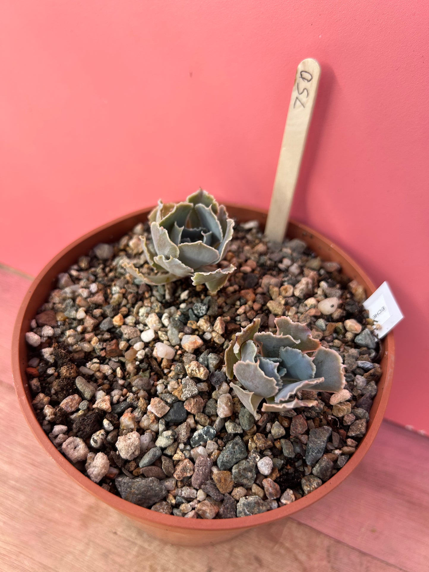Echeveria species (750)