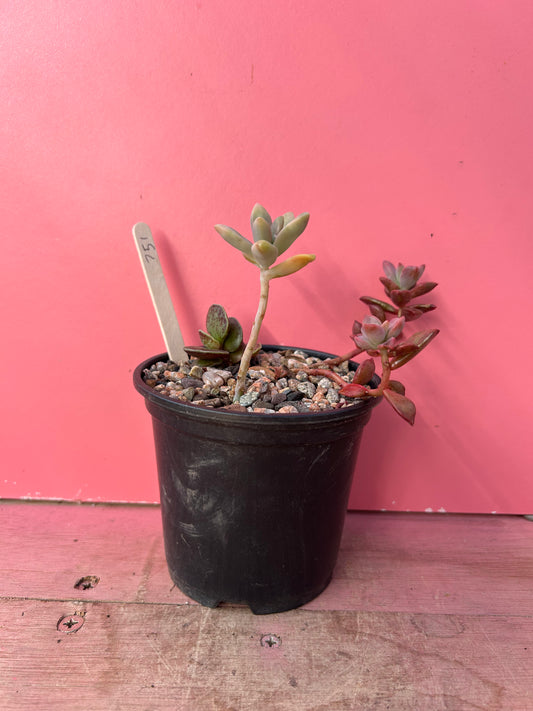 Succulent mix (751)