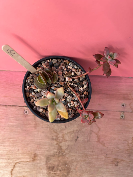 Succulent mix (751)
