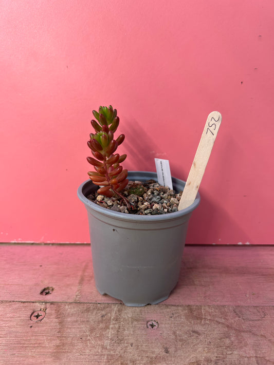 Sedum/Echinopsis mix (752)