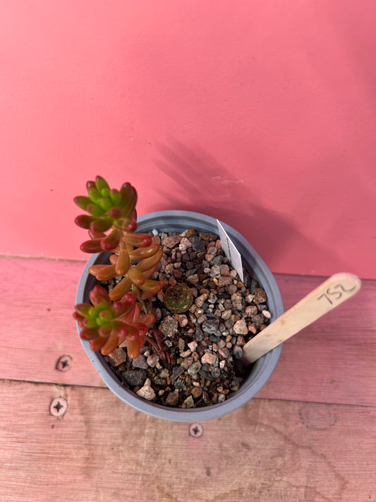 Sedum/Echinopsis mix (752)