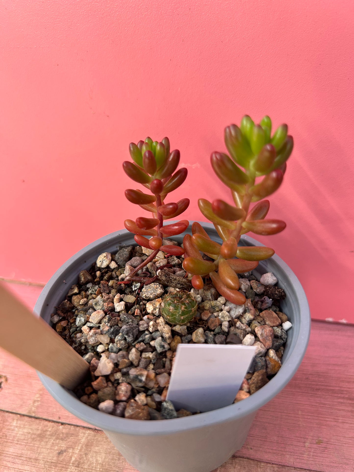Sedum/Echinopsis mix (752)