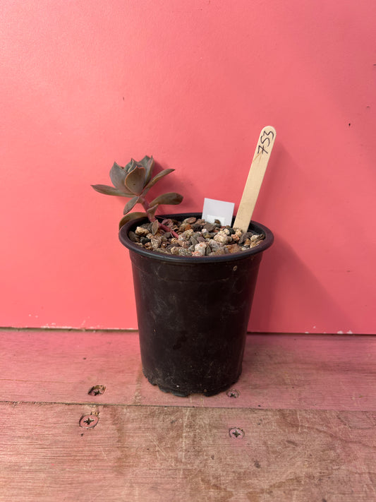 Echeveria species (753)
