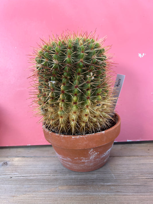 Ferocactus histrix (1114)