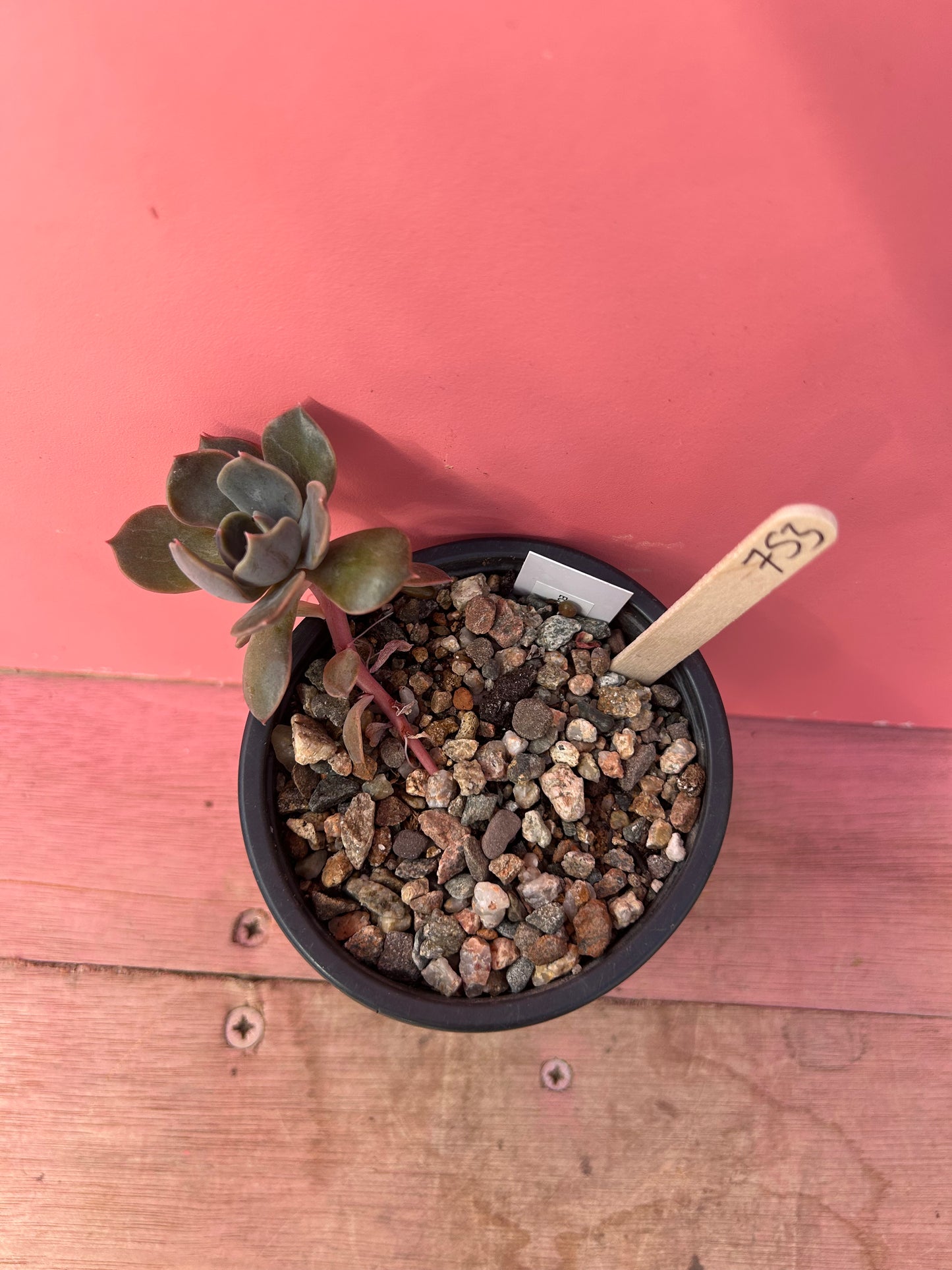 Echeveria species (753)