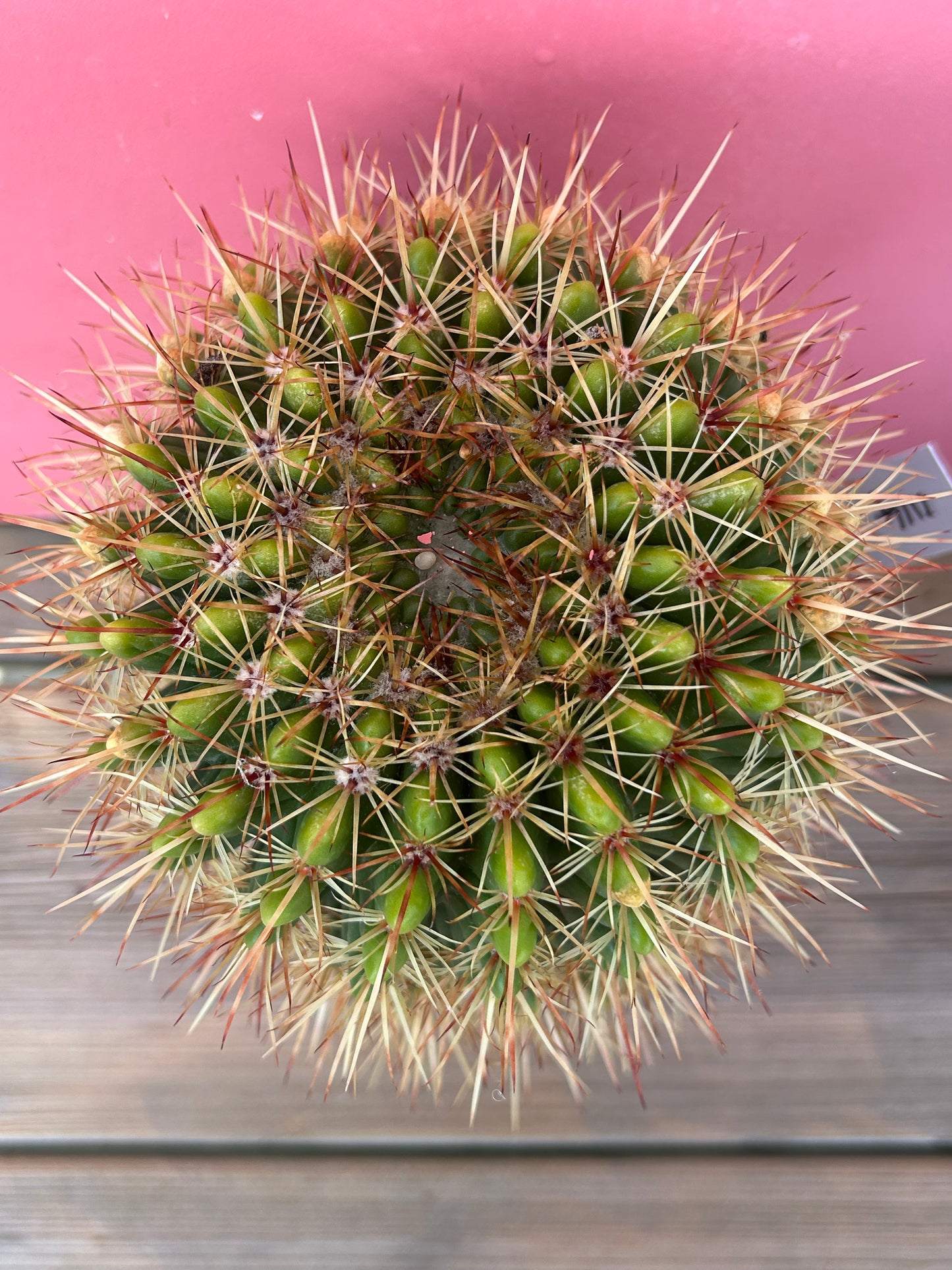 Ferocactus histrix (1114)