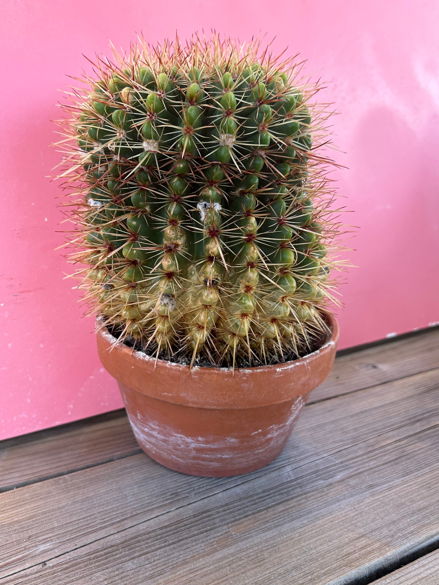 Ferocactus histrix (1114)