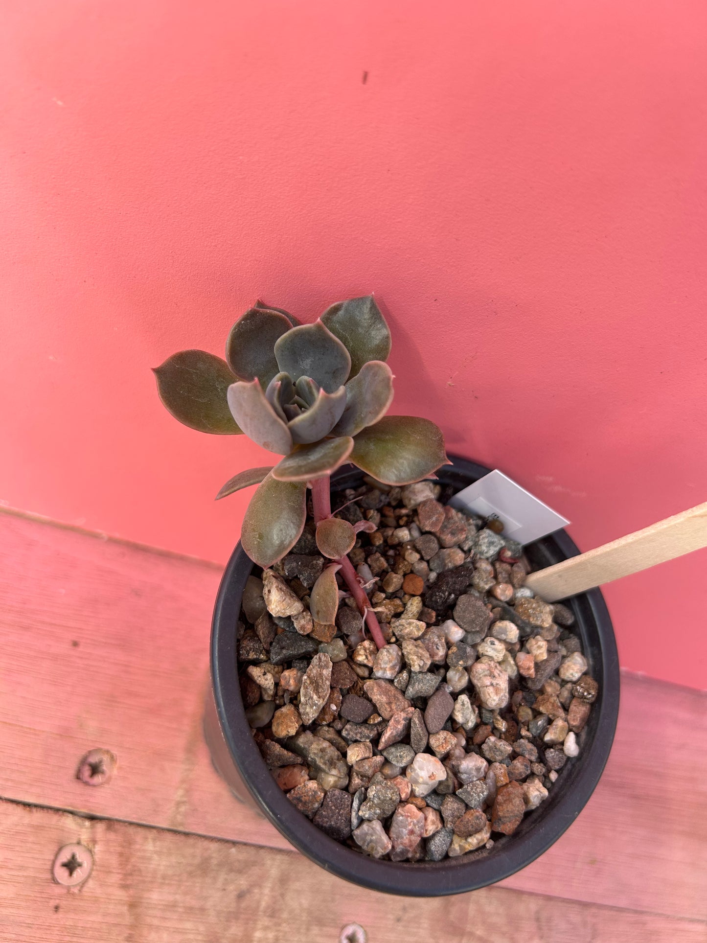 Echeveria species (753)