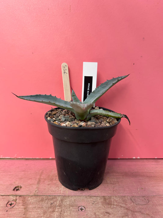 Agave shrevei ssp magnolia (755)