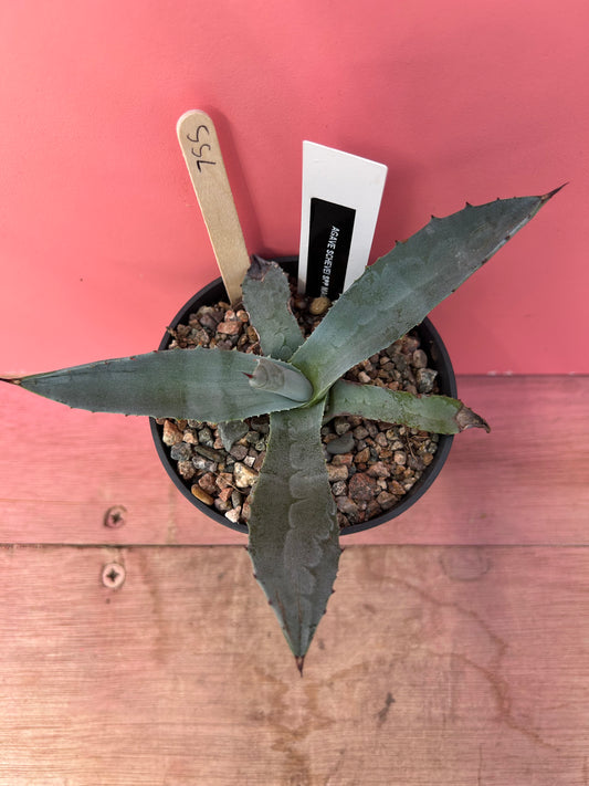 Agave shrevei ssp magnolia (755)