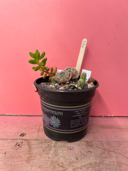 Echeveria/Sedum/Peanut Cactus mix (758)