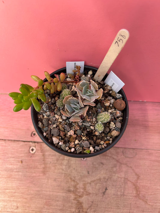 Echeveria/Sedum/Peanut Cactus mix (758)