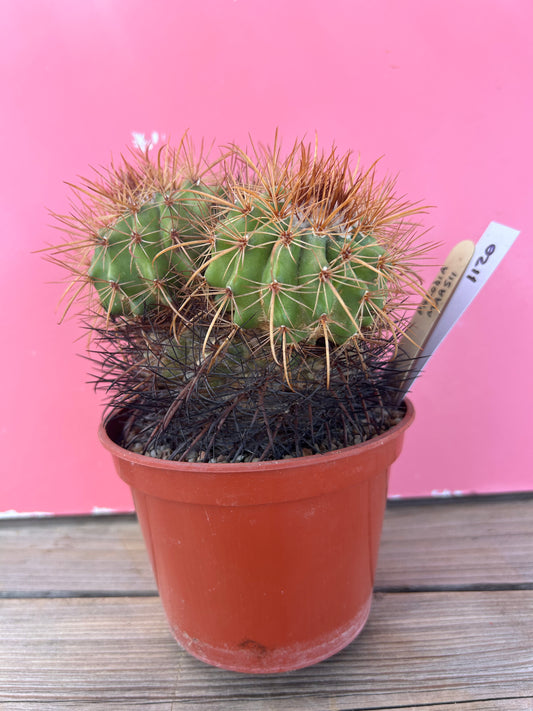 Parodia maasii (1120)