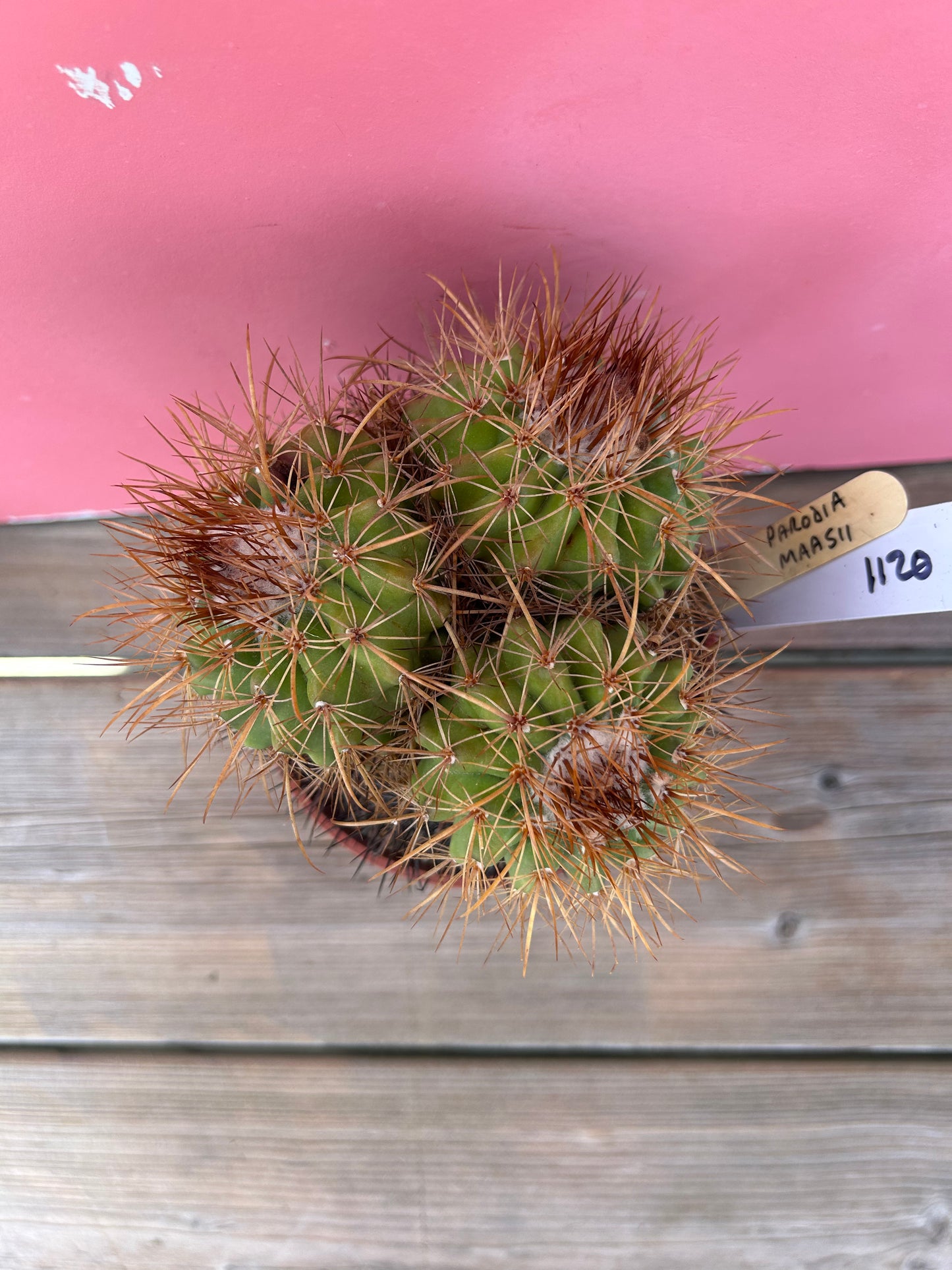 Parodia maasii (1120)