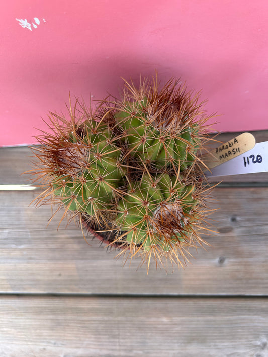 Parodia maasii (1120)