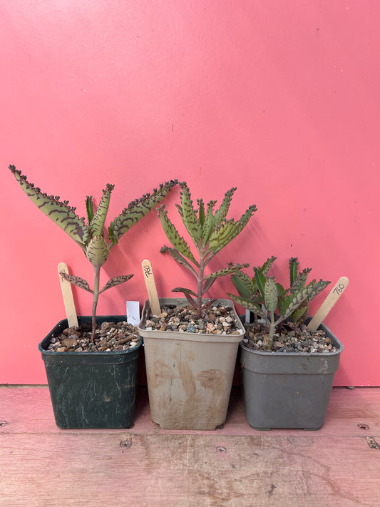 Kalanchoe 'Mother of Thousands' (760)