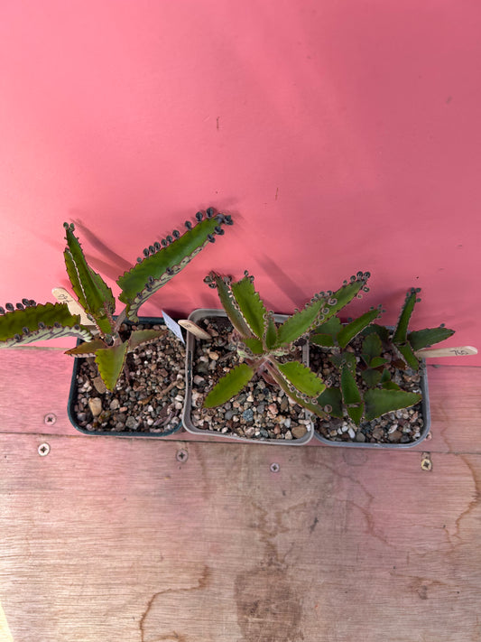 Kalanchoe 'Mother of Thousands' (760)