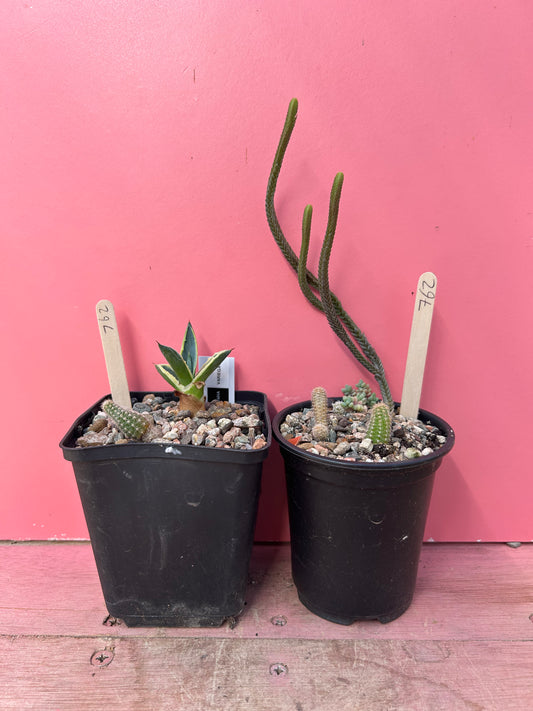 Job lot 2x pots (762)