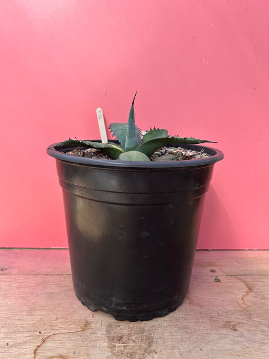 Agave salmiana ferox (764)