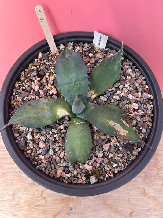 Agave salmiana ferox (764)
