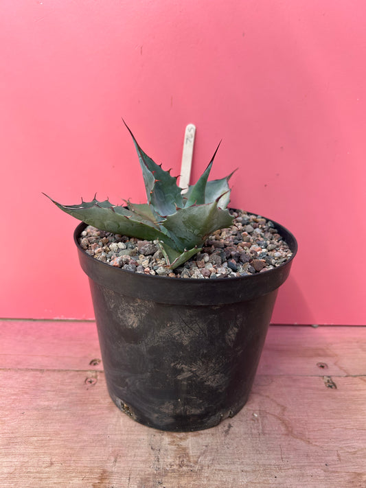 Agave parrasana (765)