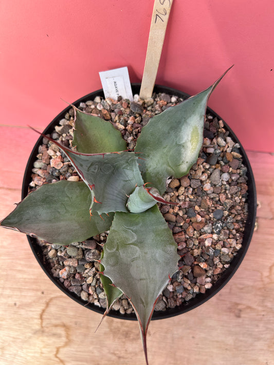 Agave parrasana (765)
