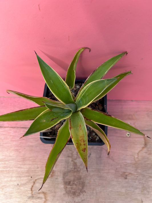 Agave desmettiana variegata (767)