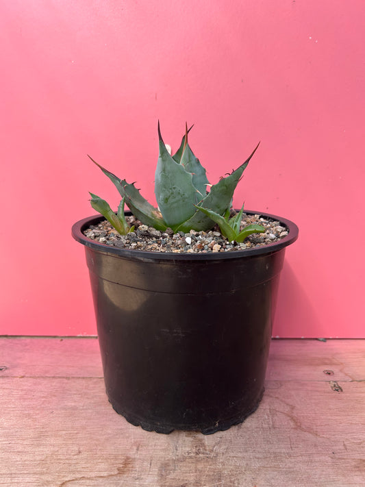 Agave havardiana (768)