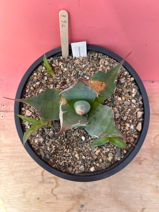 Agave havardiana (768)