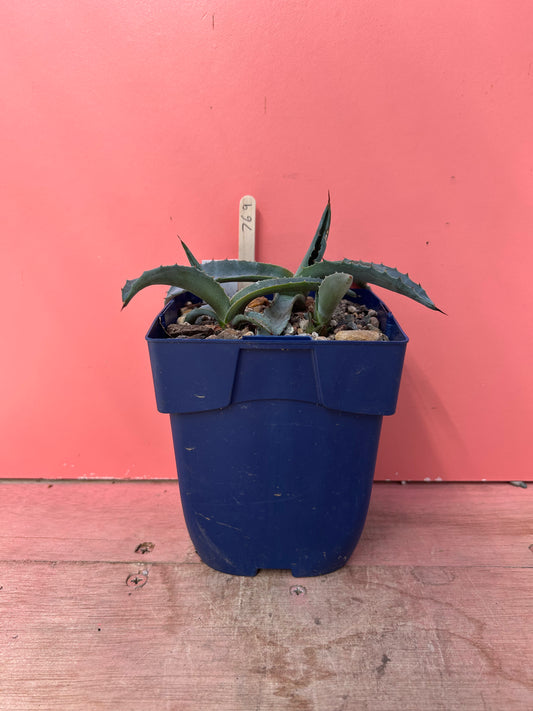 Agave shrevei ssp magnolia (769)
