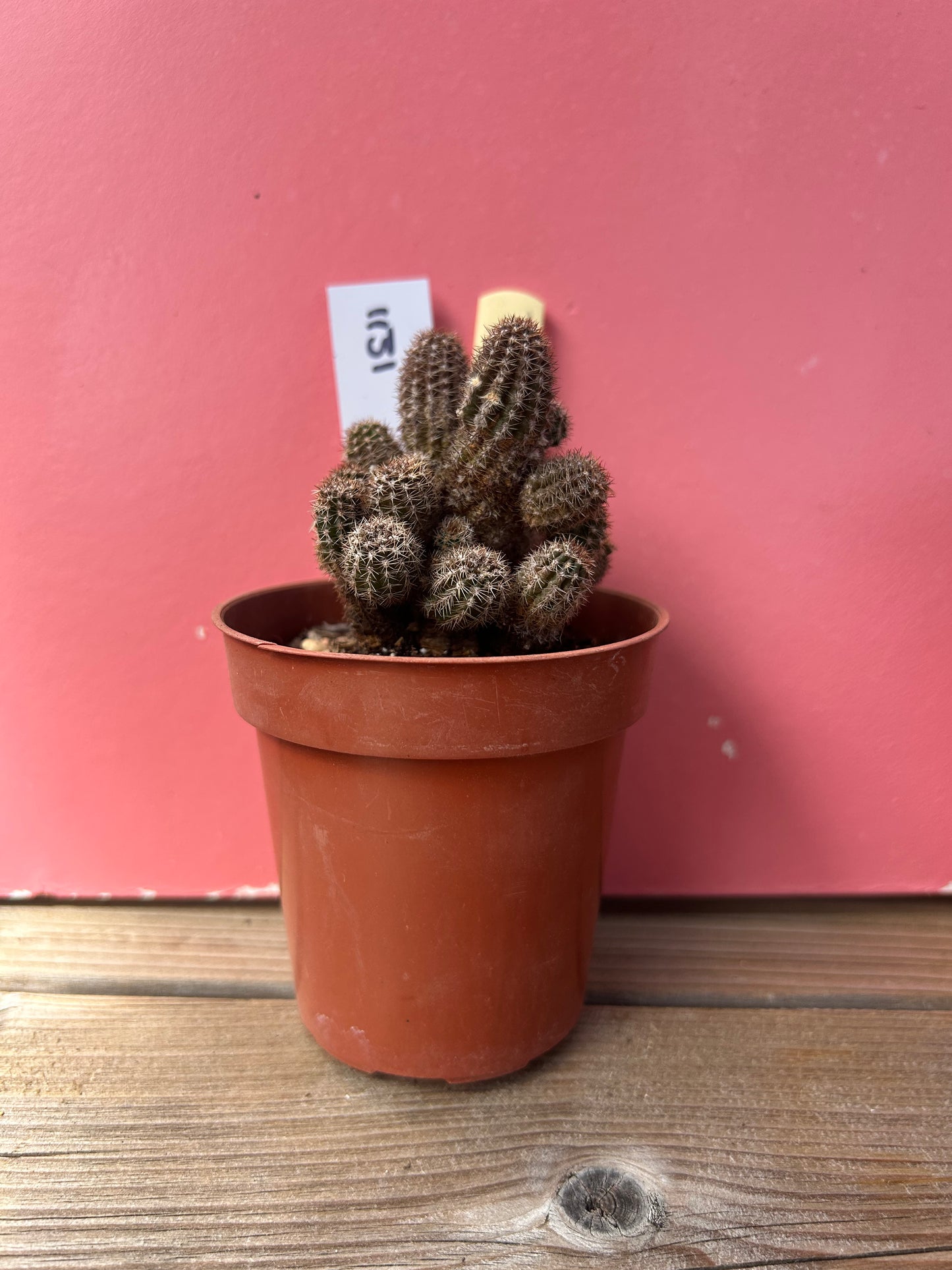 Chamaecereus 'milky way' (1131)