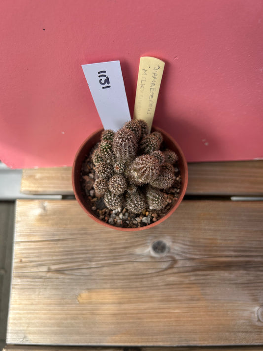 Chamaecereus 'milky way' (1131)