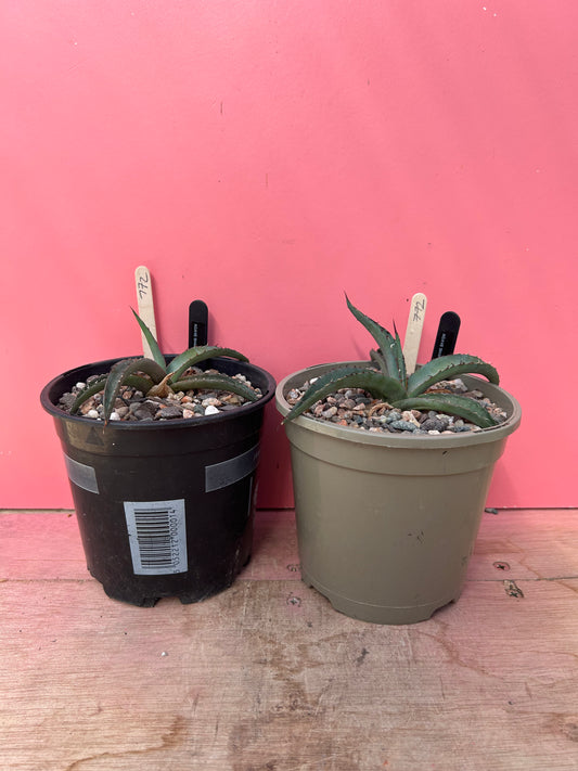 Agave sharkskin (772)