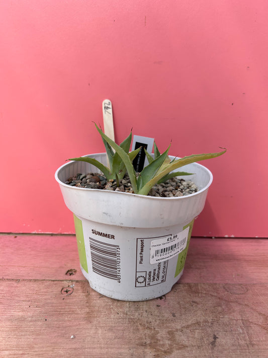 Agave pygmae (773)