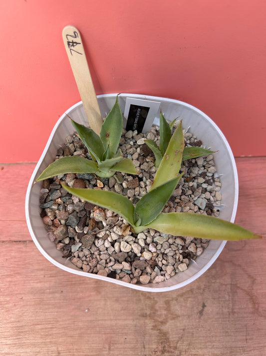 Agave pygmae (773)