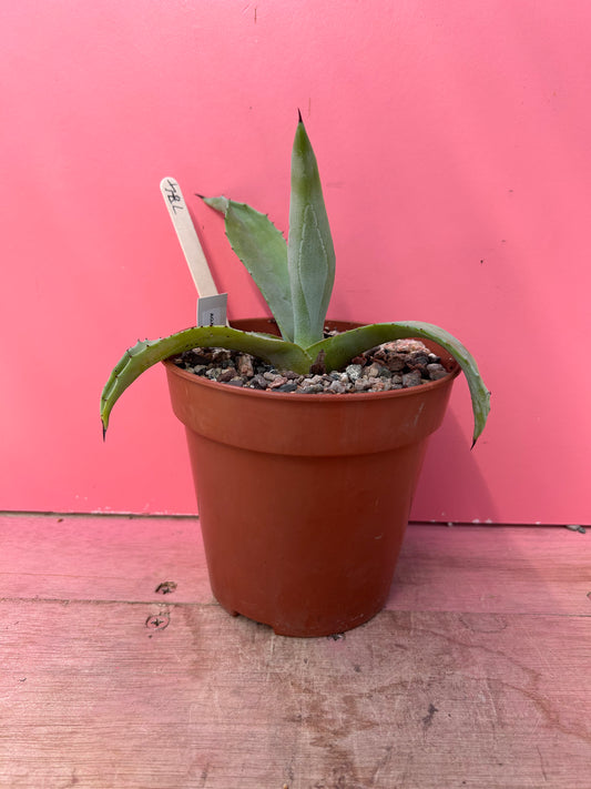 Agave americana (774)