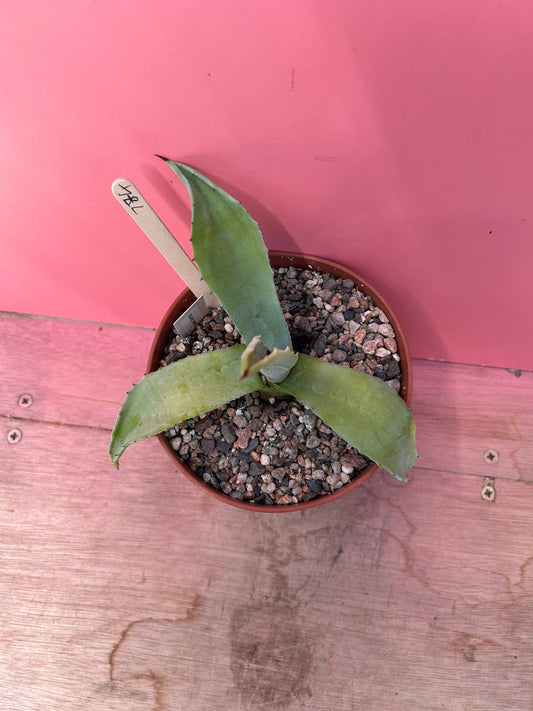 Agave americana (774)