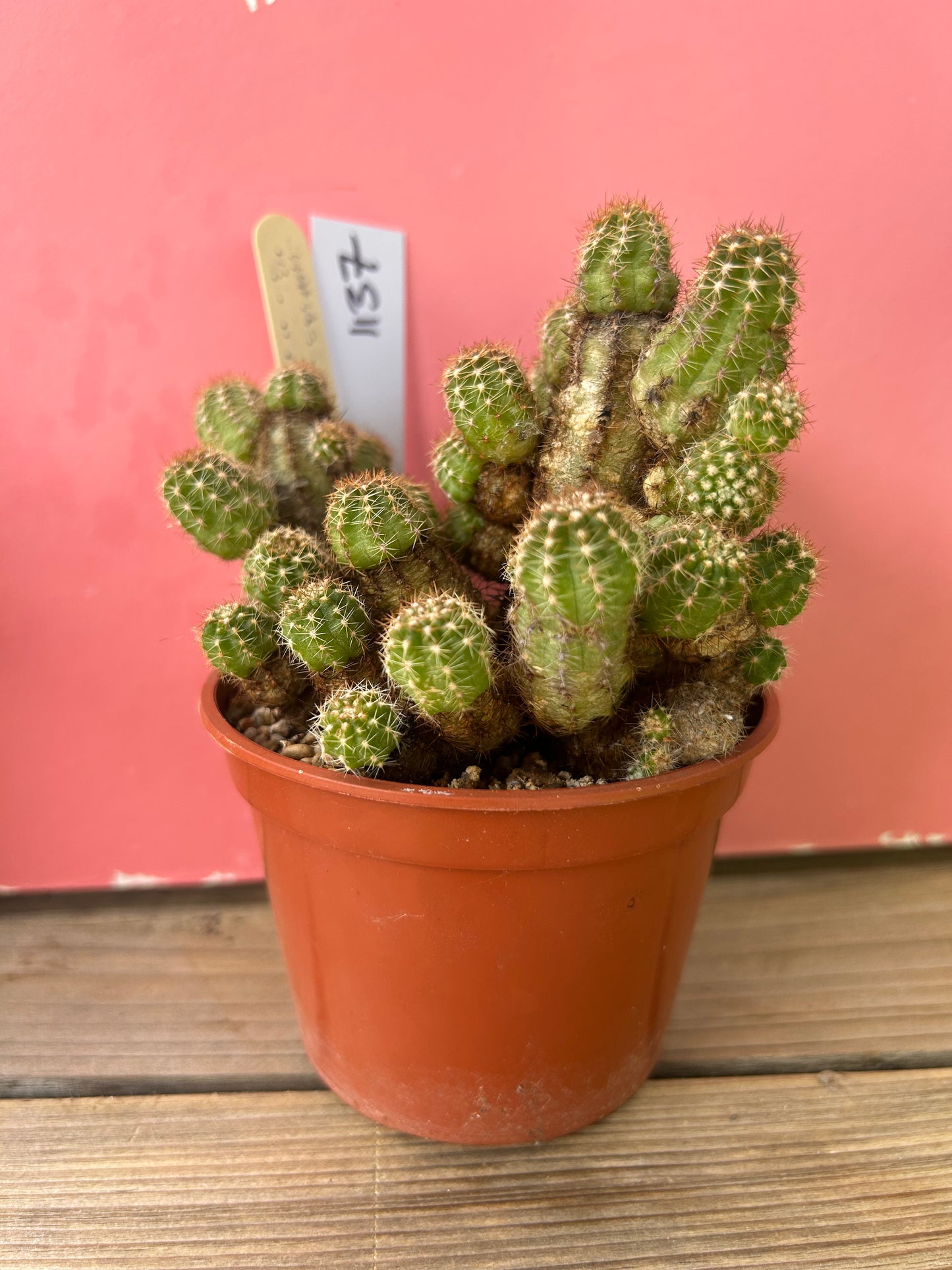 Chamaelobivia el gigante (1137)