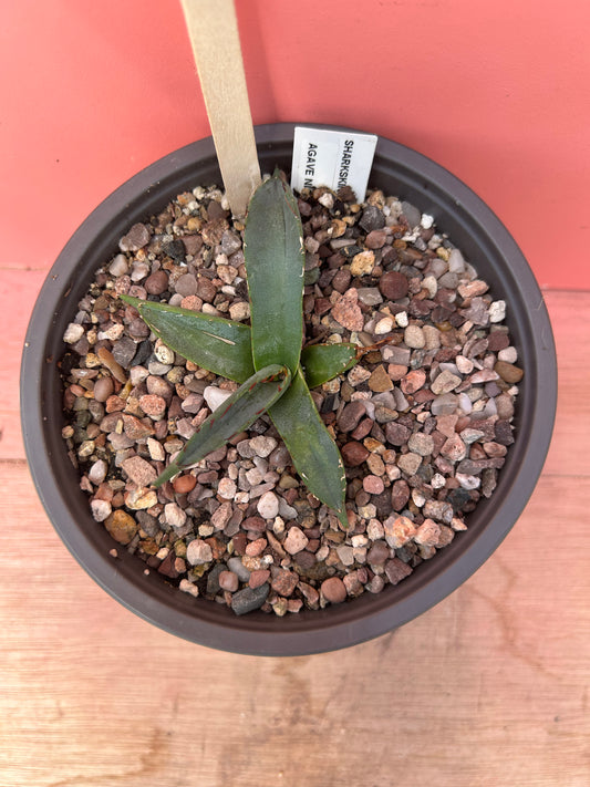 Agave sharkskin (777)