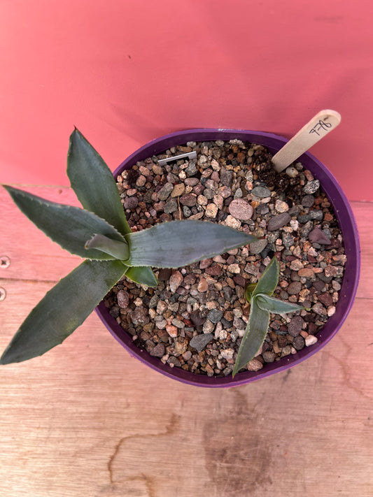 Agave blue americana (778)