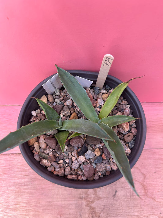 Agave chrysantha (779)